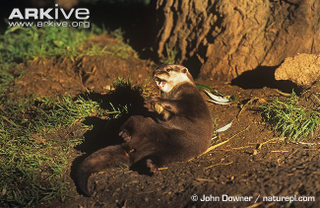 Illustration for article titled Monday Mustelid - Aonyx cinerea